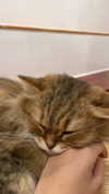 dante_yangpa Altpins Profile Picture