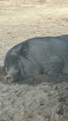 _mashachka_ Altpins Profile Picture