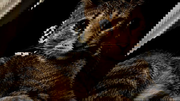 _animechika_ image ~ Altpins