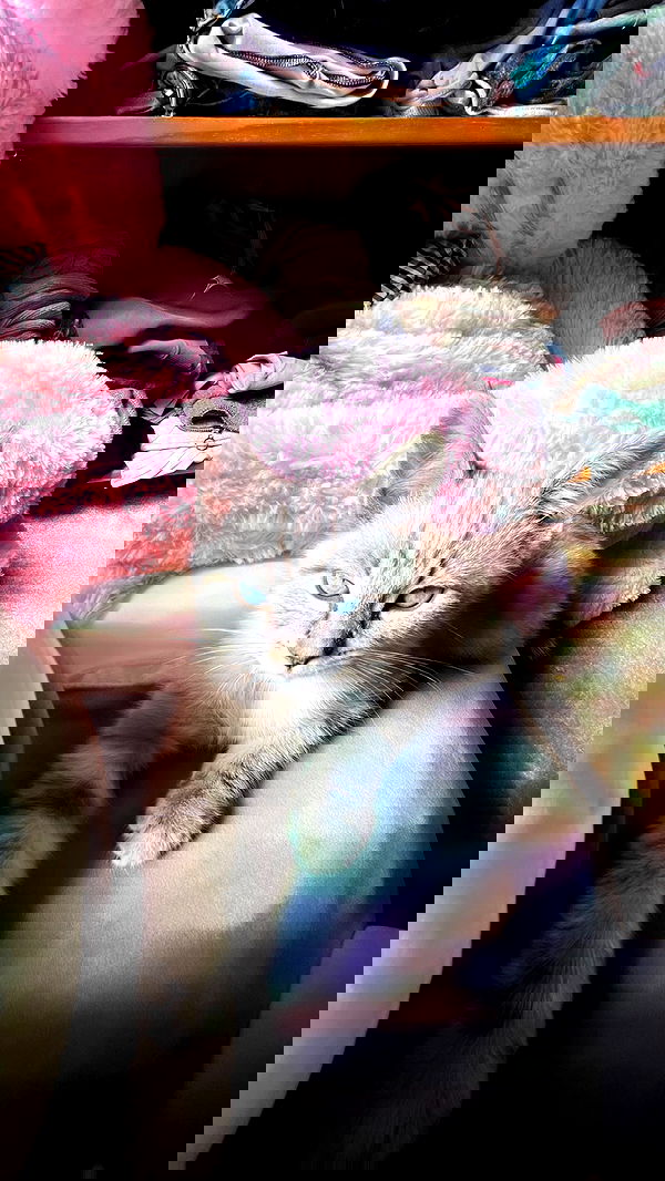 suikomuu suikomuu archive image