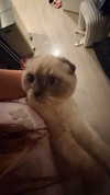 princessamelia_official Altpins Profile Picture