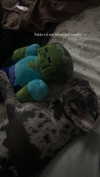 rott3nbambi Altpins Profile Picture