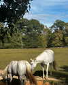 elizabethcampbelljones Altpins Profile Picture