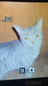 carmexan Altpins Profile Picture