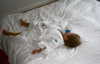 lollinski Altpins Profile Picture