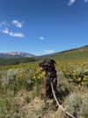 thelizzyporter Altpins Profile Picture