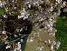 xoreniiiiii Altpins Profile Picture