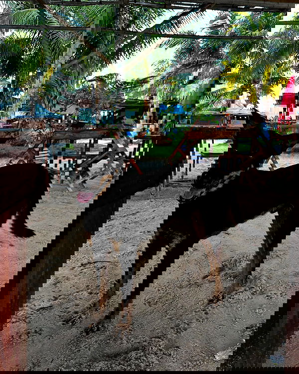 manjolamuriqi manjolamuriqi archive image