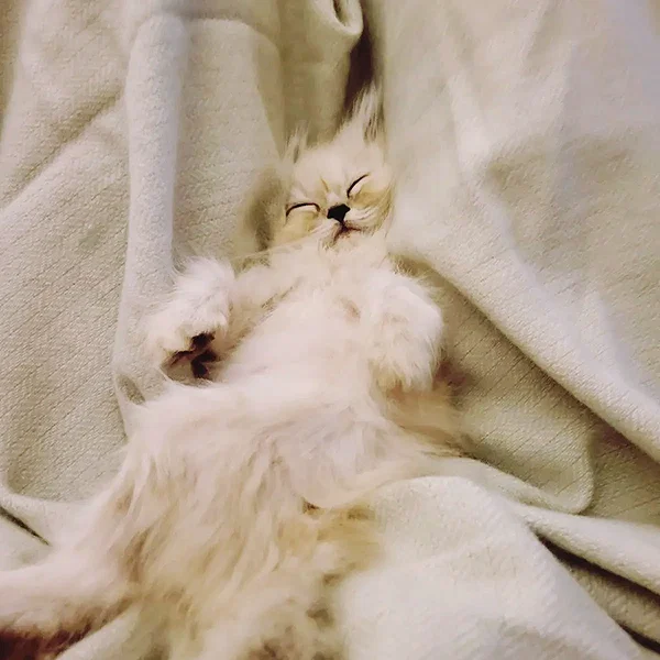 milliebobbybrown instagram image archive image