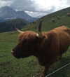rott3nbambi Altpins Profile Picture