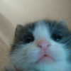 glowmoonshorty Altpins Profile Picture