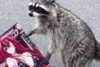 itsnokiiia Altpins Profile Picture