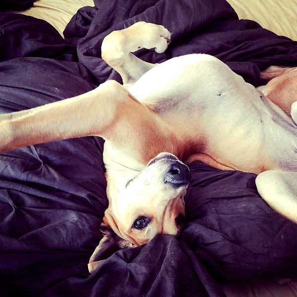 sashapieterse instagram image archive image