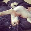 sashapieterse Altpins Profile Picture