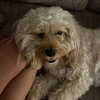 hadas_mayer_ Altpins Profile Picture