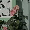 haileylayfield Altpins Profile Picture