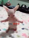 milkibunshehe Altpins Profile Picture