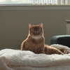 rouxroux.tv Altpins Profile Picture