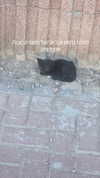 avital_1010.2003 Altpins Profile Picture