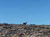 solzarubin_ Altpins Profile Picture