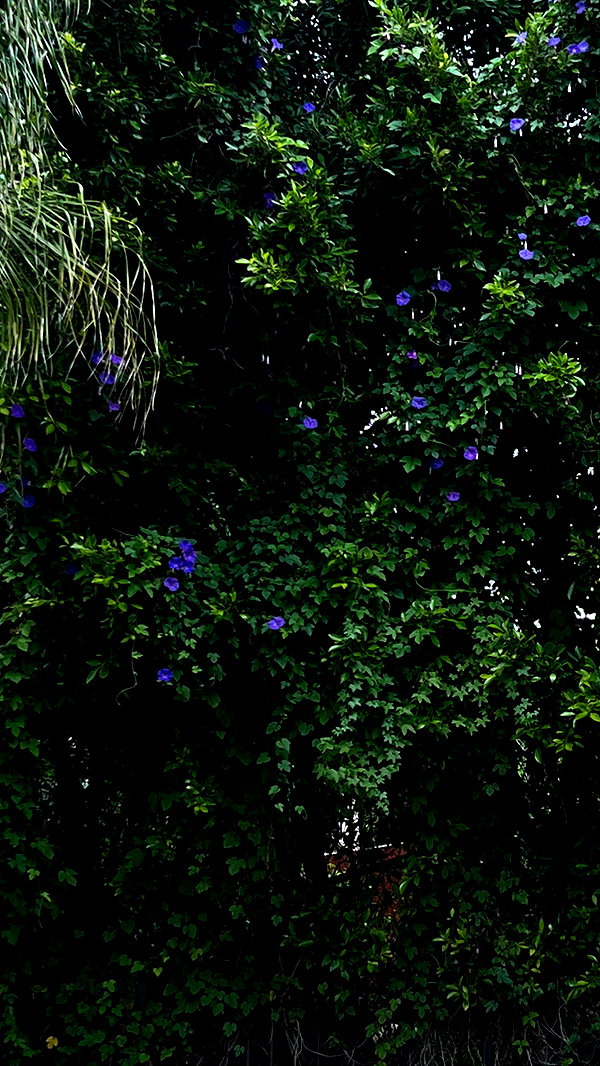 neiimaaa neiimaaa archive image