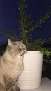 _mashachka_ Altpins Profile Picture