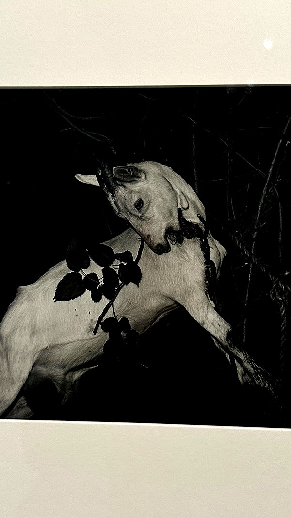_dafi_lu instagram image archive image