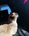 sweetmuffinnss Altpins Profile Picture