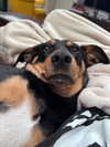 mollieruck Altpins Profile Picture