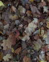 jahia_brown Altpins Profile Picture