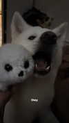 kriskaik Altpins Profile Picture