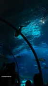 federica.piccinni Altpins Profile Picture