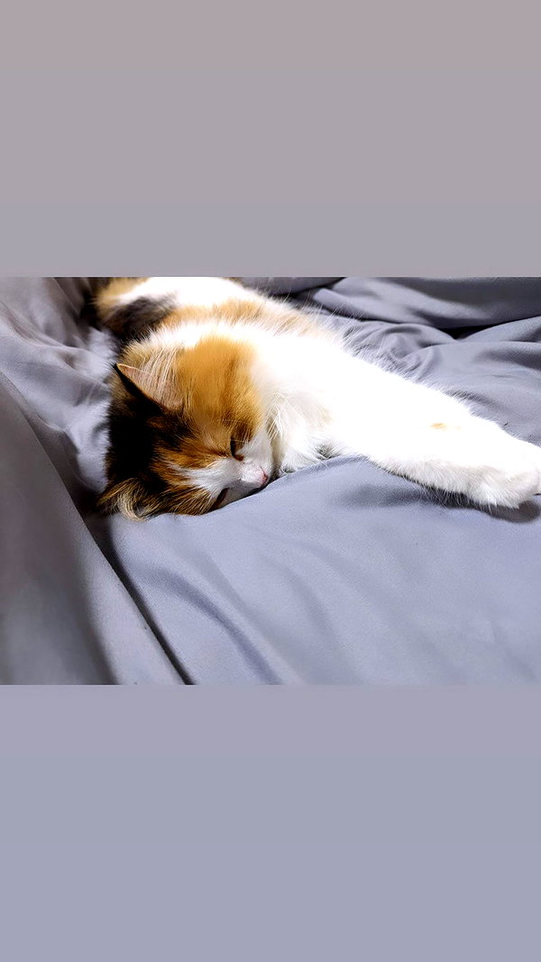lapinangelia instagram image archive image