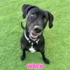 vanderpumpdogs Altpins Profile Picture