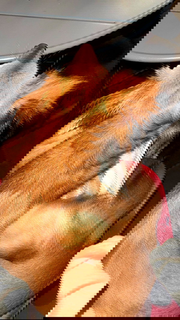 orchidmurmur orchidmurmur archive image