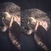 josiexluv Altpins Profile Picture