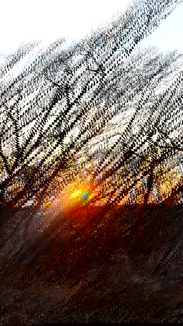 nyityam nyityam archive image