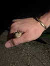 rouxroux.tv Altpins Profile Picture