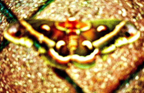bugz4brainz instagram image archive image