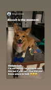 missbrisolo Altpins Profile Picture