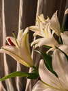 miikheeva_stasiiya Altpins Profile Picture