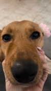 galibilaus Altpins Profile Picture