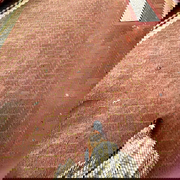 jtilb2 image ~ Altpins