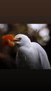 ilanosh Altpins Profile Picture