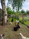 mollieruck Altpins Profile Picture