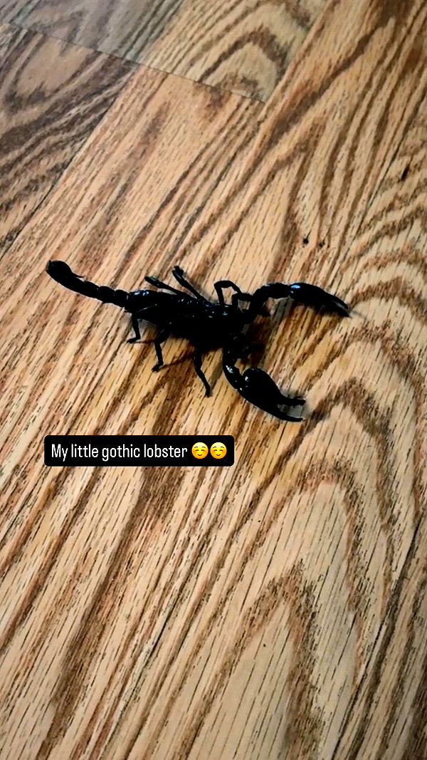gargoyol instagram image archive image