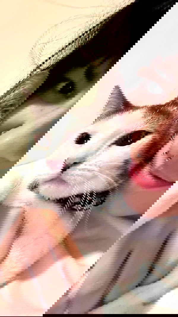 mosssaico mosssaico archive image