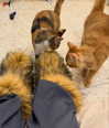 strawberryshanz Altpins Profile Picture