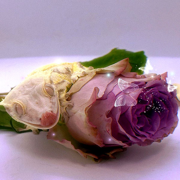 Archived image from @heroineseen on Instagram