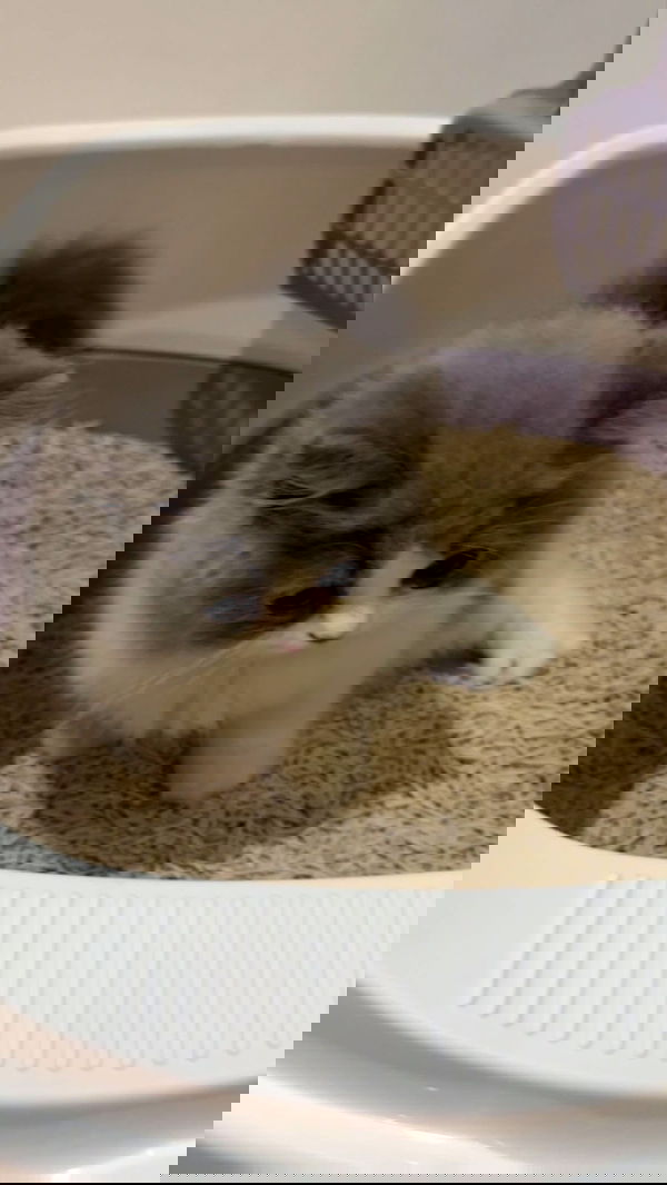 eliya.ho eliya.ho archive image